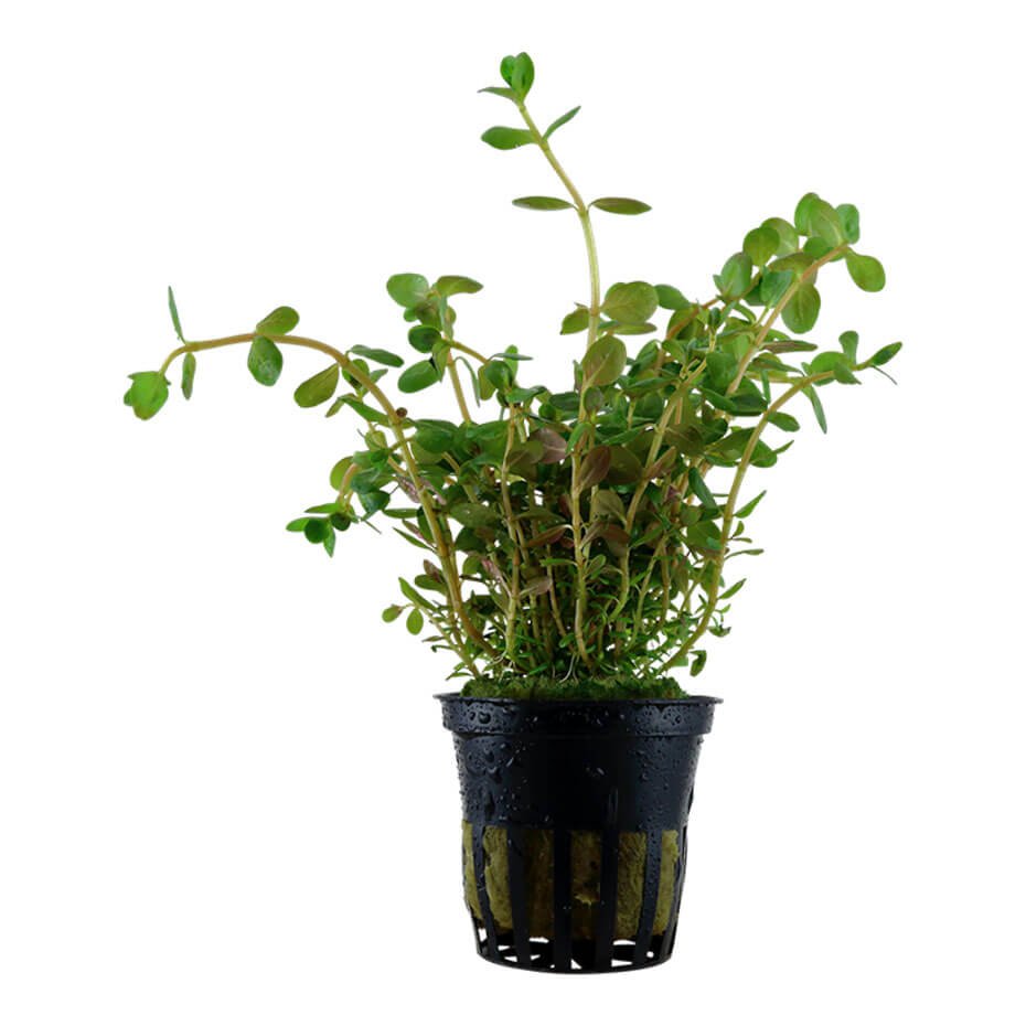 Rotala rotundifolia Planta Acuática Natural de Tallo para Acuario
