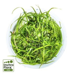Sagittaria subulata ‘Needle Leaf’ In Vitro Planta Tapizante Natural