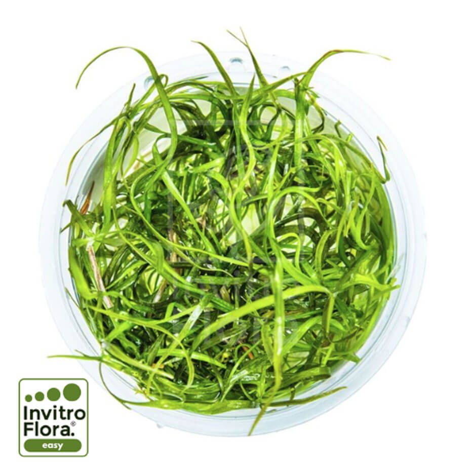 Sagittaria subulata ‘Needle Leaf’ In Vitro Planta Tapizante Natural