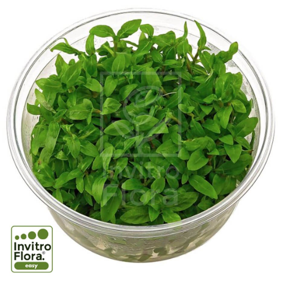 Staurogyne repens In Vitro Planta Tapizante Acuario Natural
