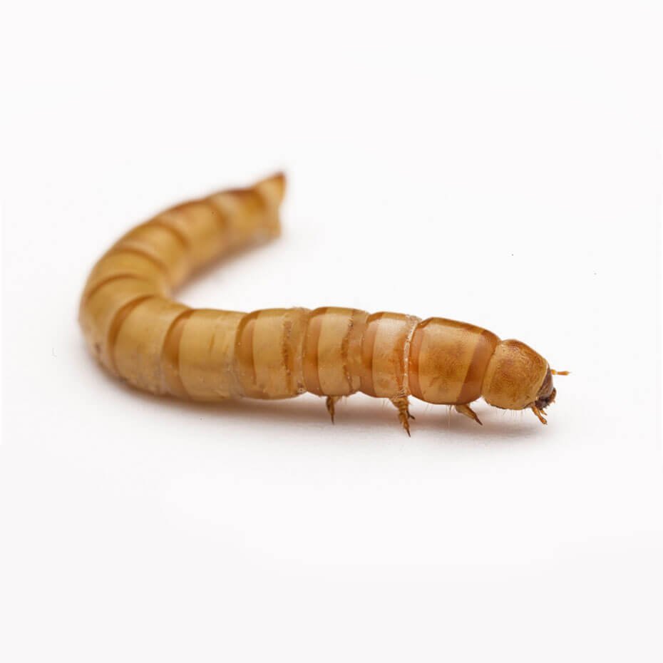 Gusano de la harina Tenebrio alimento vivo para reptiles y aves