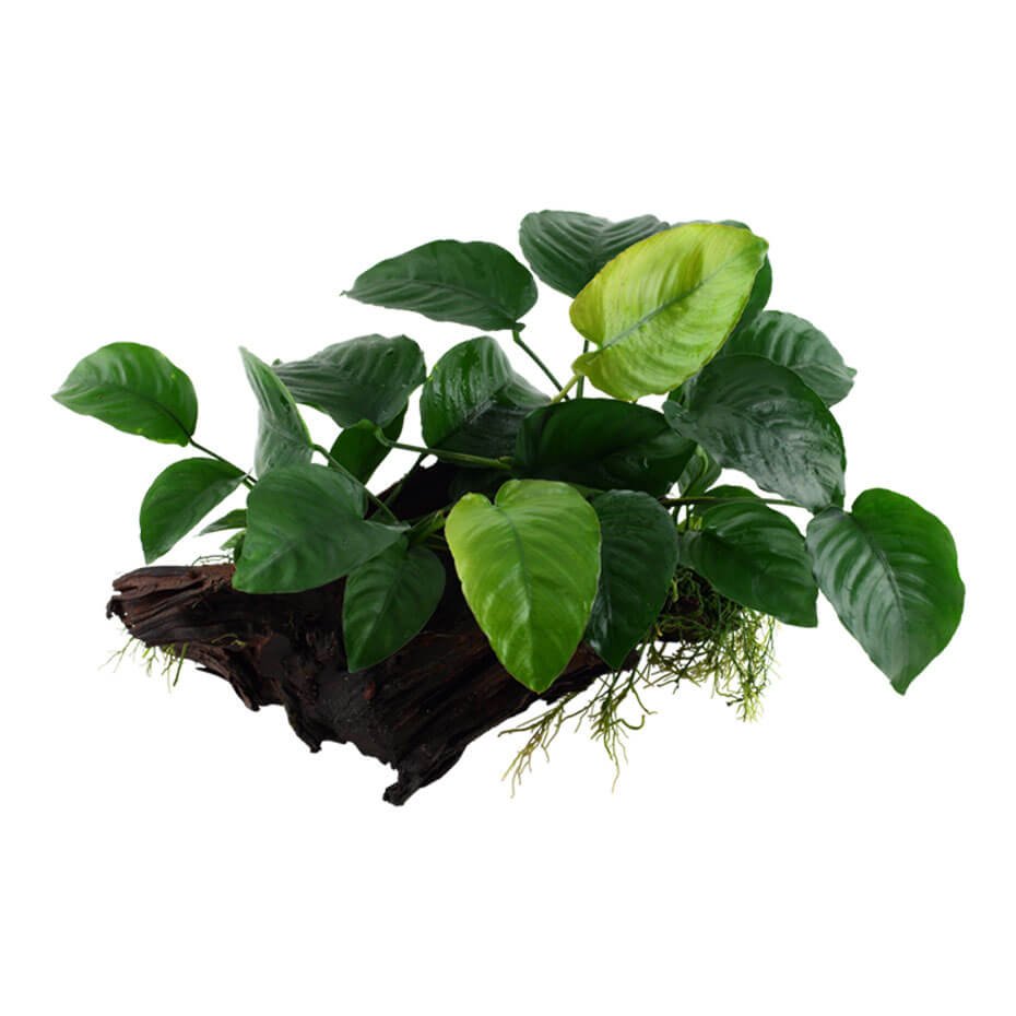 Anubias barteri sp. sobre tronco grande Planta Acuática Natural