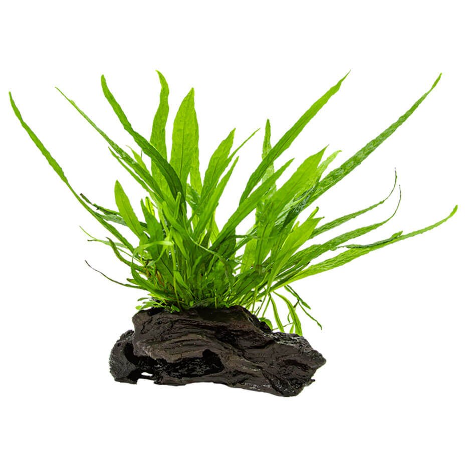 Microsorum pteropus ‘Narrow’ sobre Nano Wood Planta Acuática Natural