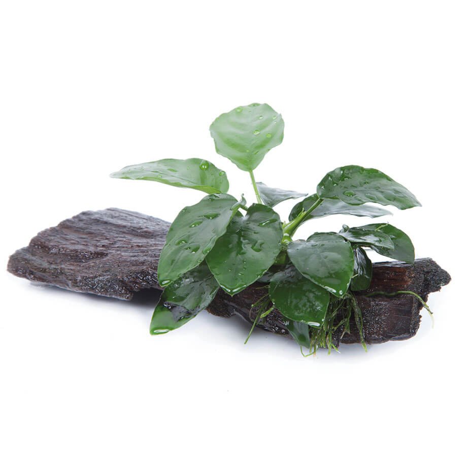 Anubias barteri nana sobre tronco Planta Acuática Natural