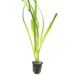 Vallisneria ‘Gigantea’ Planta Acuática Natural de Fondo para Acuario