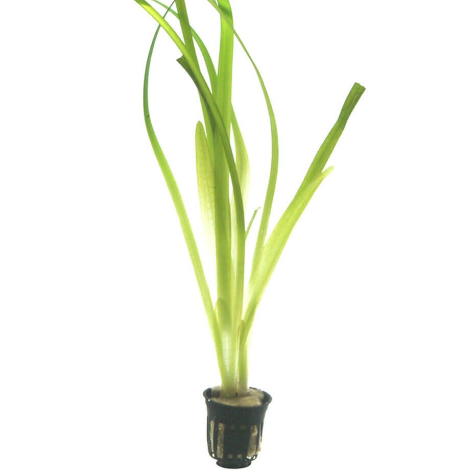 Vallisneria ‘Gigantea’ Planta Acuática Natural de Fondo para Acuario