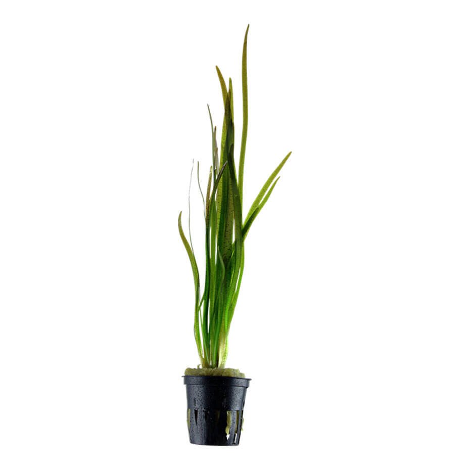 Vallisneria spiralis ‘Tiger’ Planta Acuática Natural de Hojas Rayadas